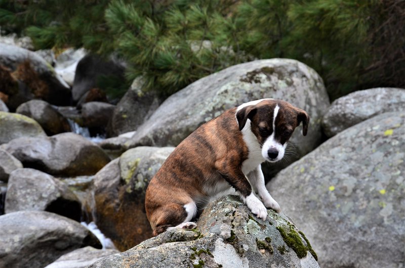 EL CHARCO VERDE-7-2-2015-AVILA - Paseando por España-1991/2016 (19)