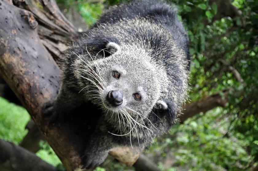 Бинтуронг (Arctictis binturong) - тайны 'медвежьей кошки' с ароматом попкорна Бинтуронг (Arctictis binturong) - тайны 'медвежьей кошки' с ароматом попкорна