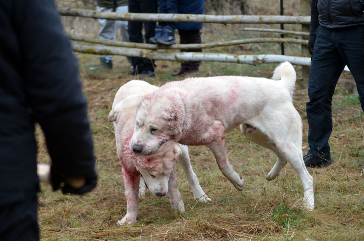 Самурыч-Уран 2  (3)