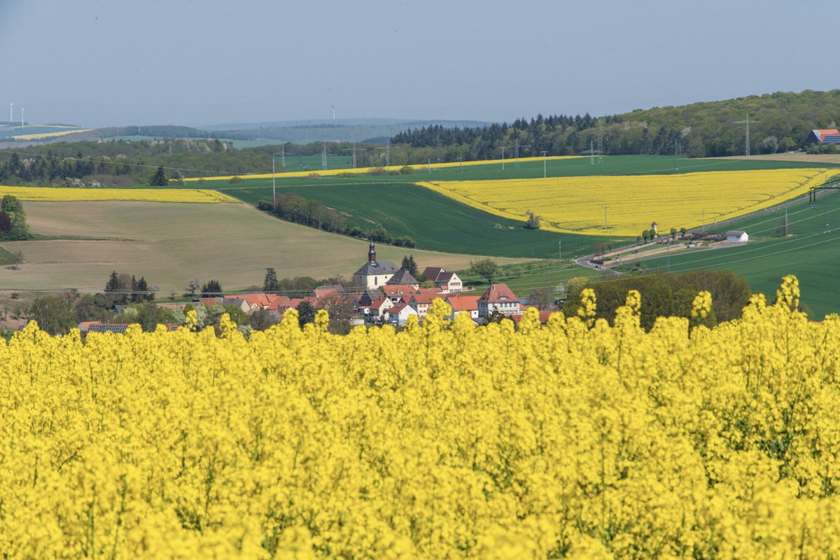 yellow-mustard-rapefield.jpg
