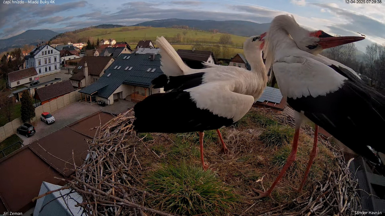 Živá kamera - Mladé Buky - čapí hnízdo 4K 9-42-29 screenshot