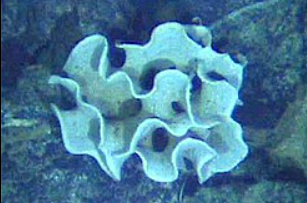 Xenophyophore — giant single-celled organism