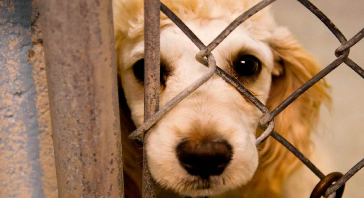 Hombre que congeló animales vivos enfrenta cargos por crueldad animal