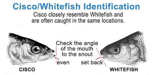 Whitefish-VS-Cisco
