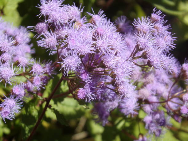 09 blue mistflower jpg