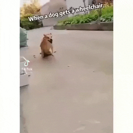 https://i.postimg.cc/C17v2TZf/2.gif