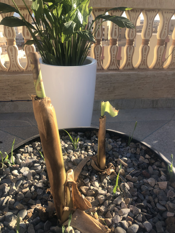 02965114-89D7-4BEB-BC0E-F85DE8B69B29