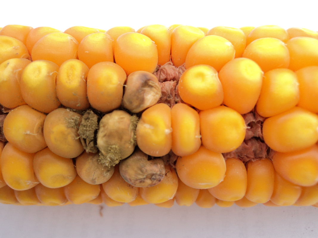 Aspergillus flavus en esp maíz- Ferrer IPAVE INTA para enfermedades de maíz