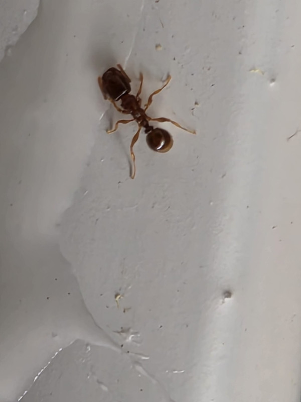Whats App Image 2026 07 17 at 15 47 10