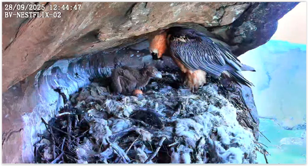 Screen Shot 09-28-25 at 11.50 PM 001