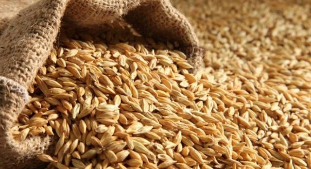 barley-735x459.jpg