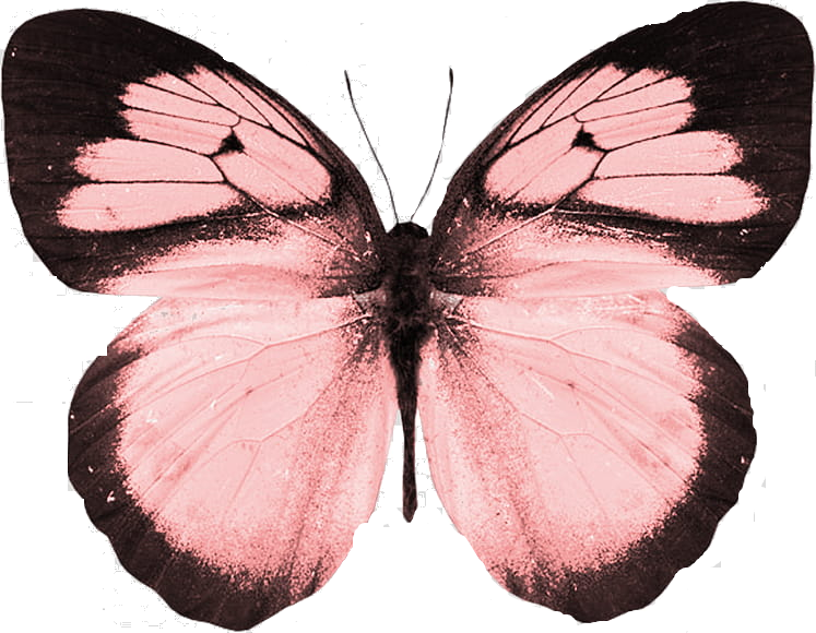 butterfly1.png