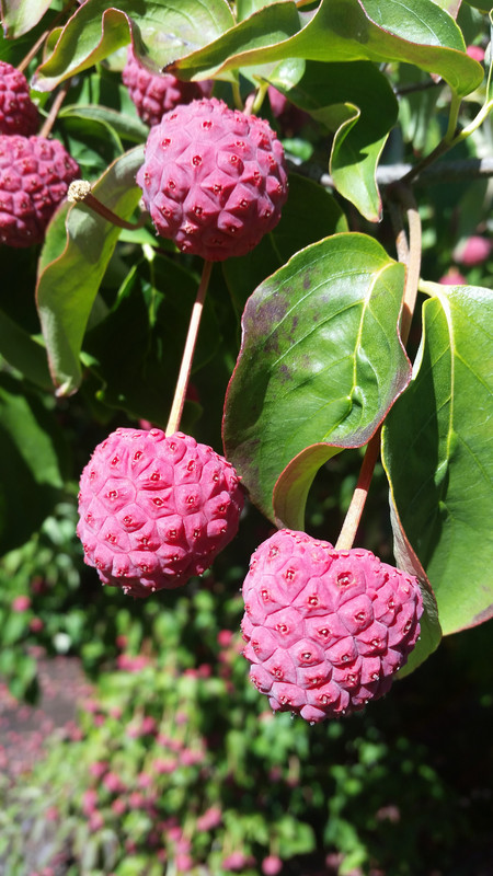 [Image: 20180928_110041.jpg]