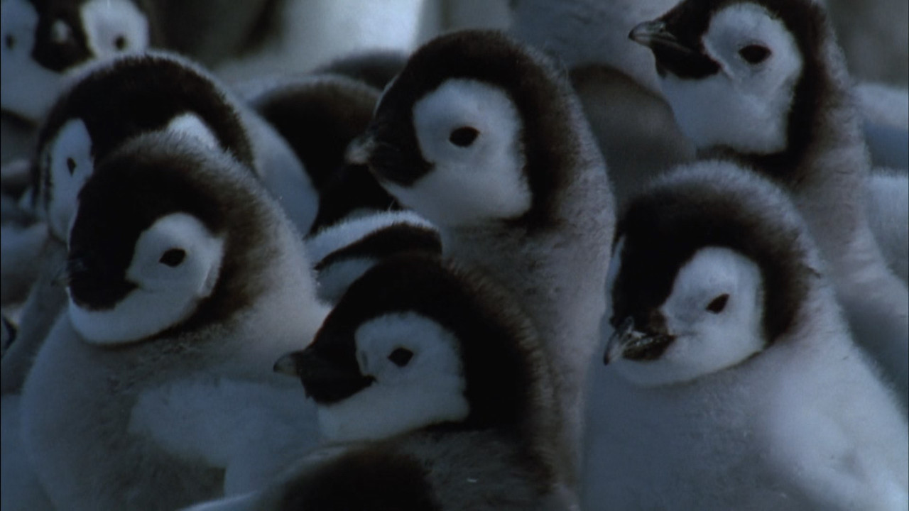 March of the Penguins (2005) (1080p BluRay x265 Silence)-8
