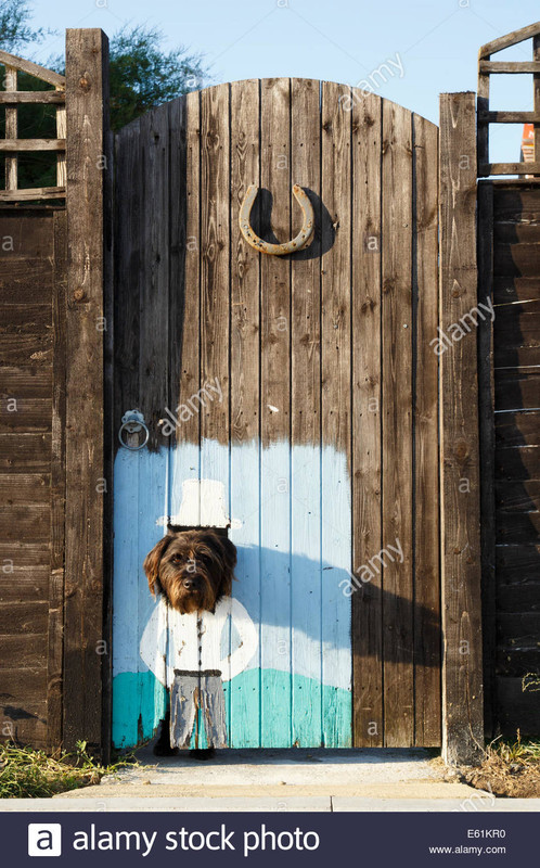 divertente-cane-con-la-testa-attraverso-il-cancello-del-giardino.jpg