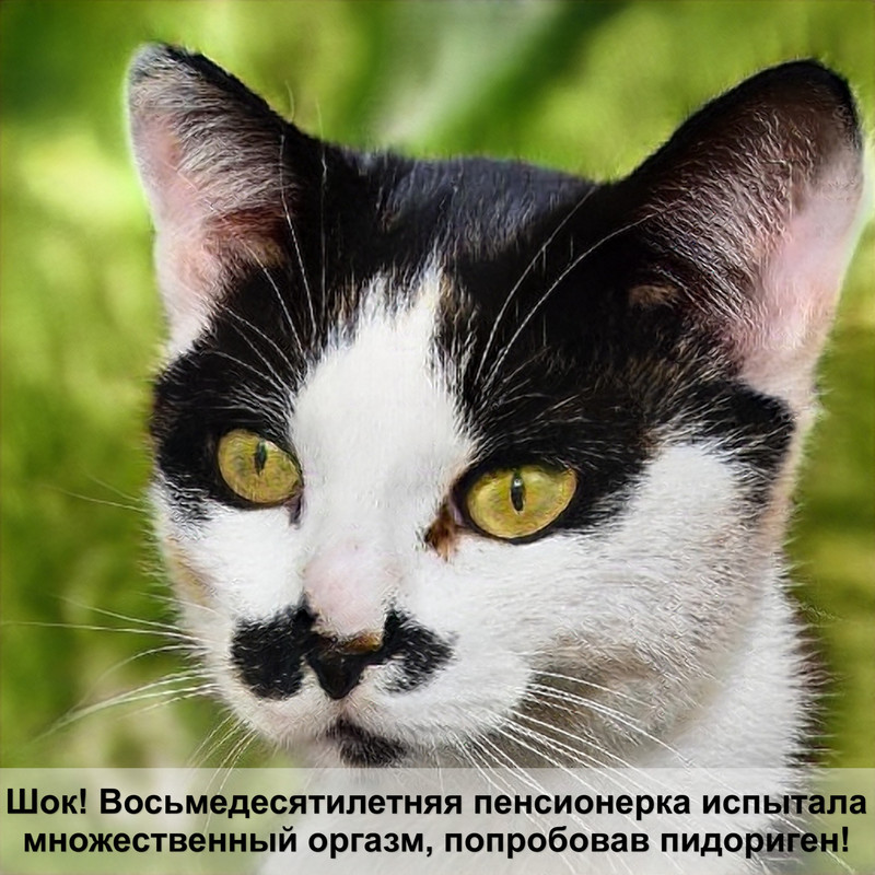 кошки для квартиры