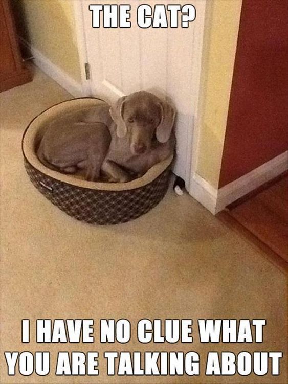 Dog Humor #2