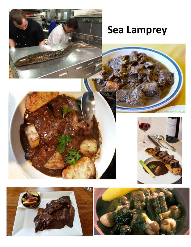 Sea Lamprey