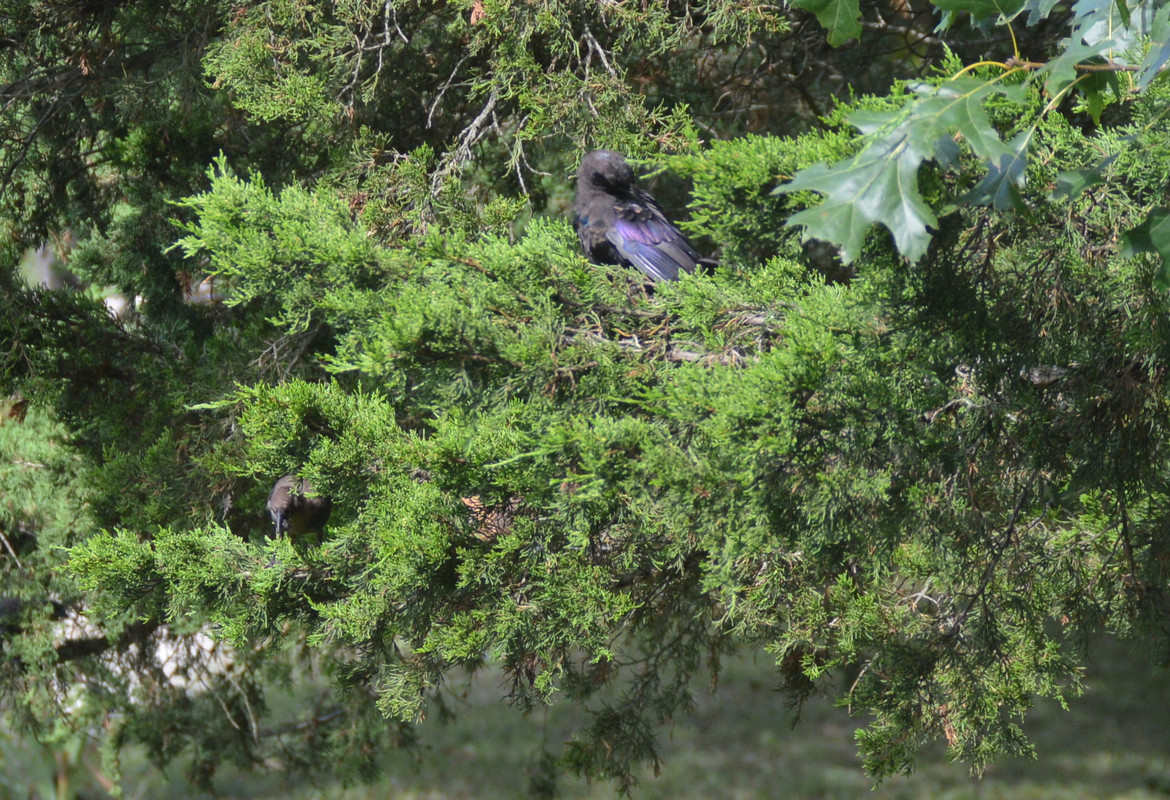 2021-8-13 Grackles (30)