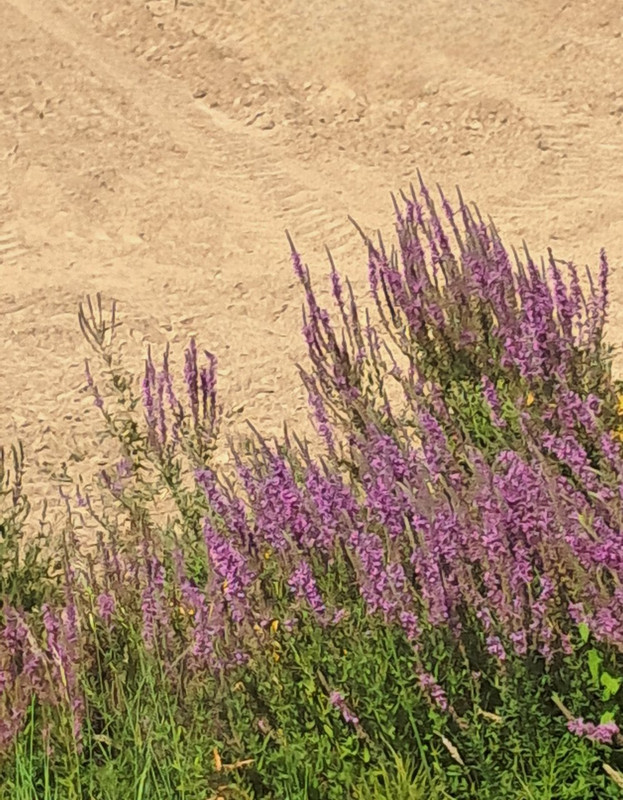 20250719_162107(2)(1)