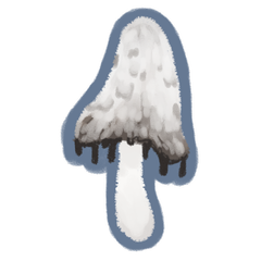 Coprinus-comatus
