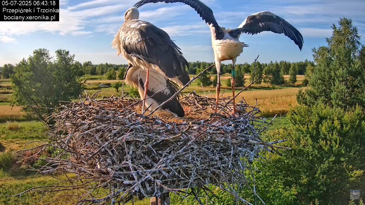 05072025bociany19