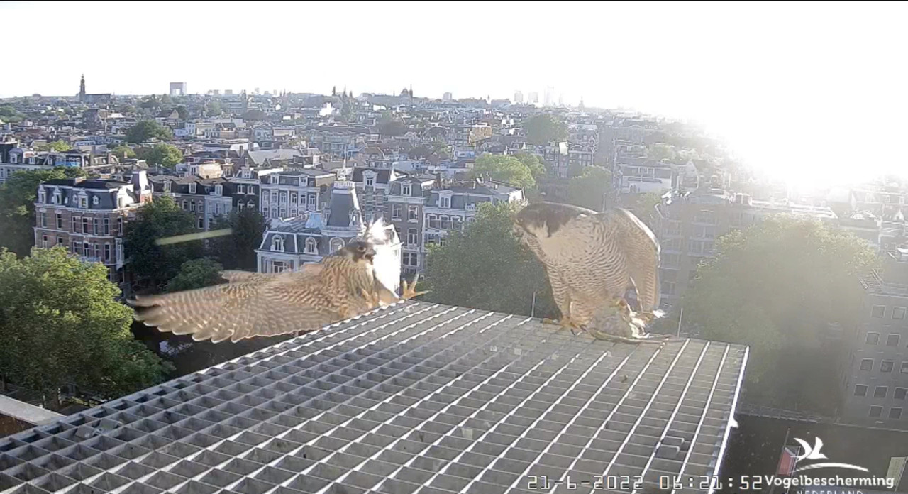 Amsterdam/Rijksmuseum screenshots © Beleef de Lente/Vogelbescherming Nederland - Pagina 30 Video-2022-06-21-062721-Moment-4