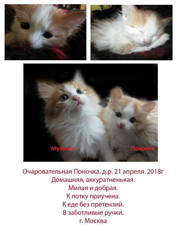 Без имени-2а1