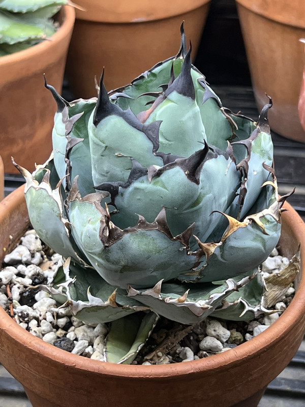 Agave titanota 