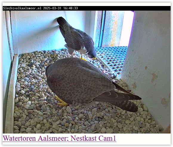 Screen Shot 03-31-25 at 04.48 PM