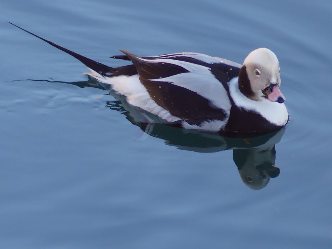 LT DUCK 9