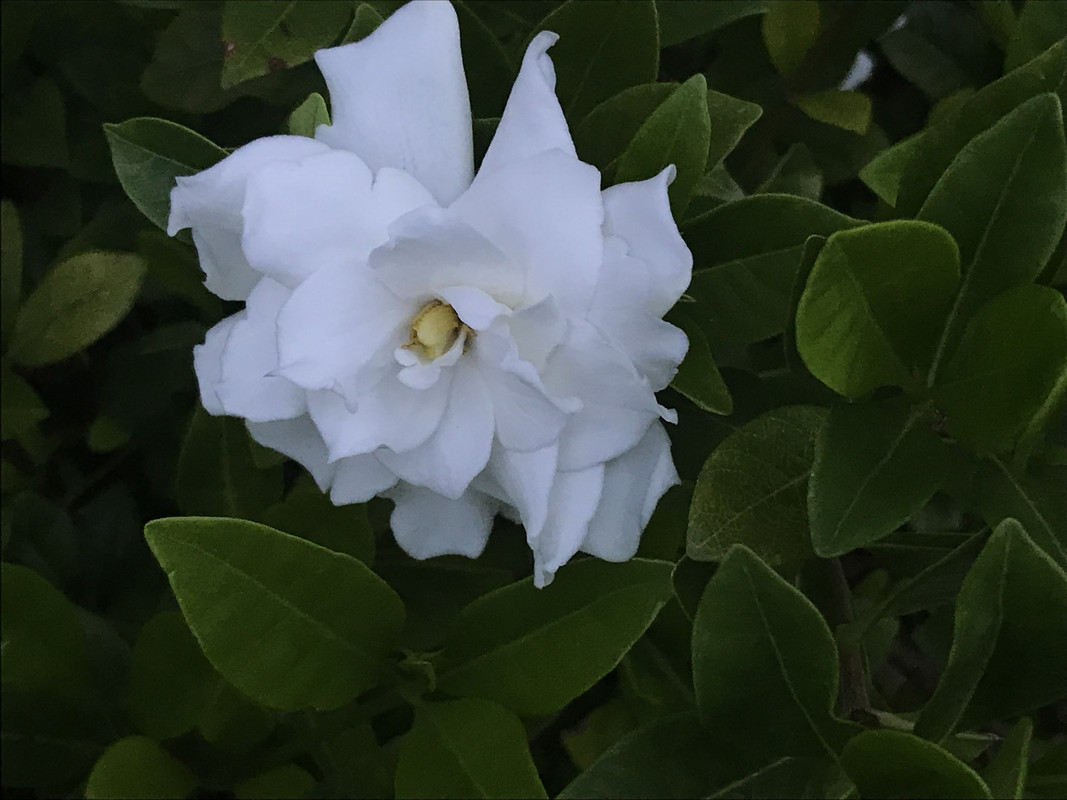 7C5E7FEF-11D2-44E1-A758-0D29DBD01ACD