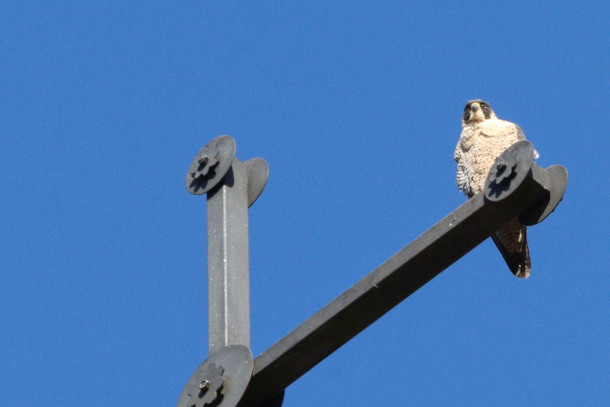 4C9E0B69-E4FF-451F-B7D7-2F6E91CF8FE1