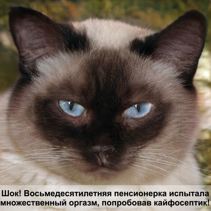 коты на крыше