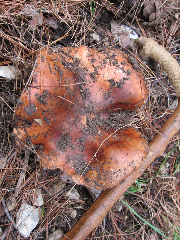 Tricholoma fracticum  (8)