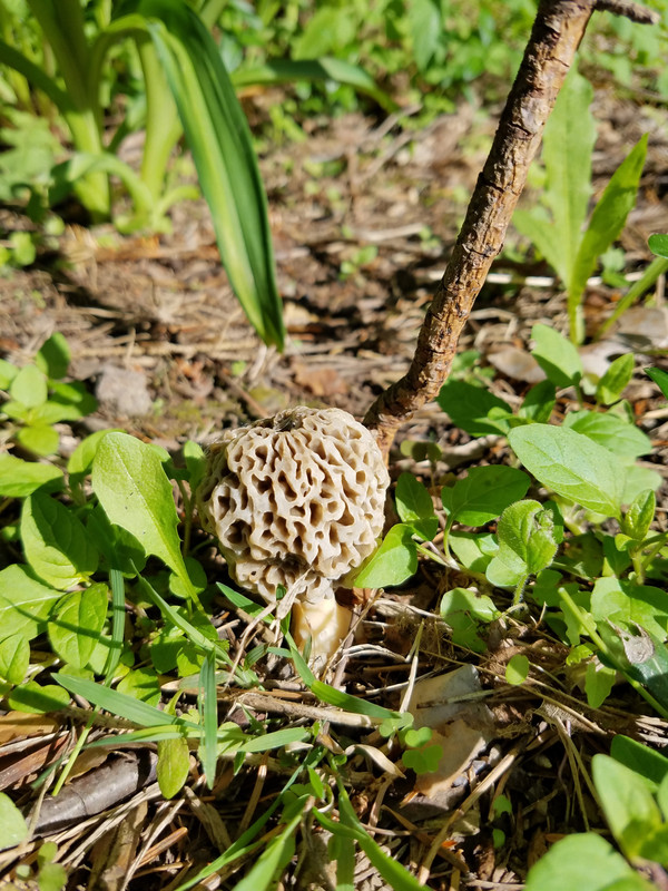 20180524_165922
