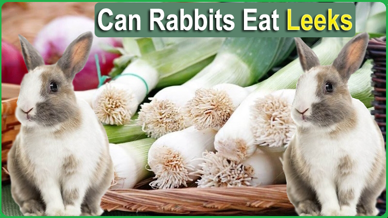 Can Rabbits Eat Leeks? The Truth About Leeks