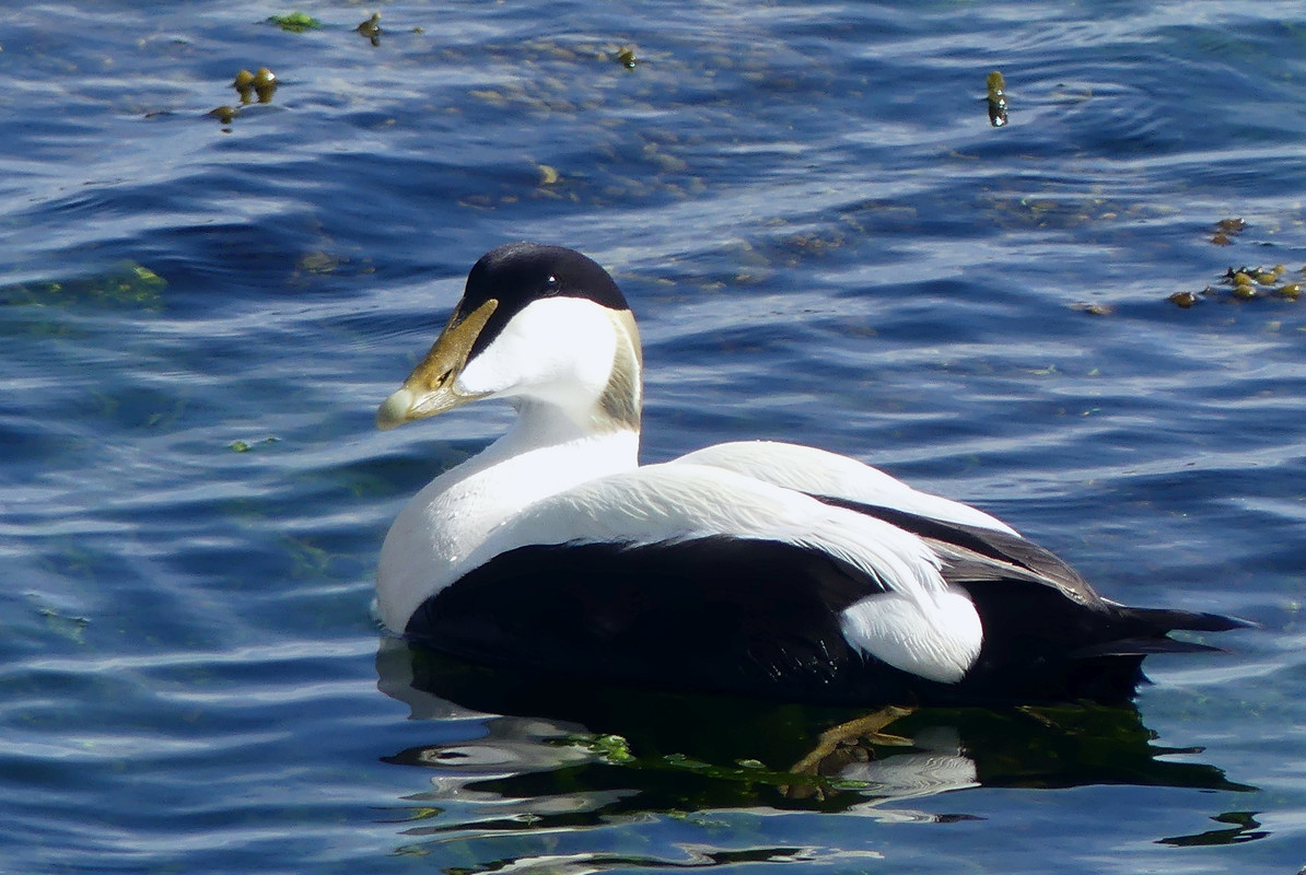 EIDER DUCK 11 020624