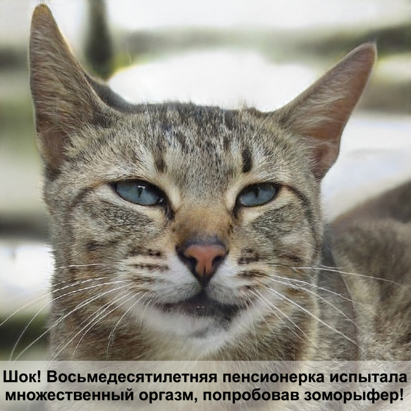 скелет кота