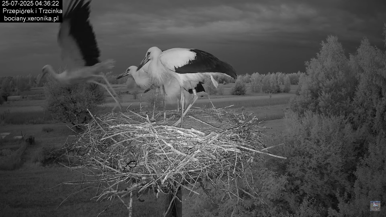25072025bociany3