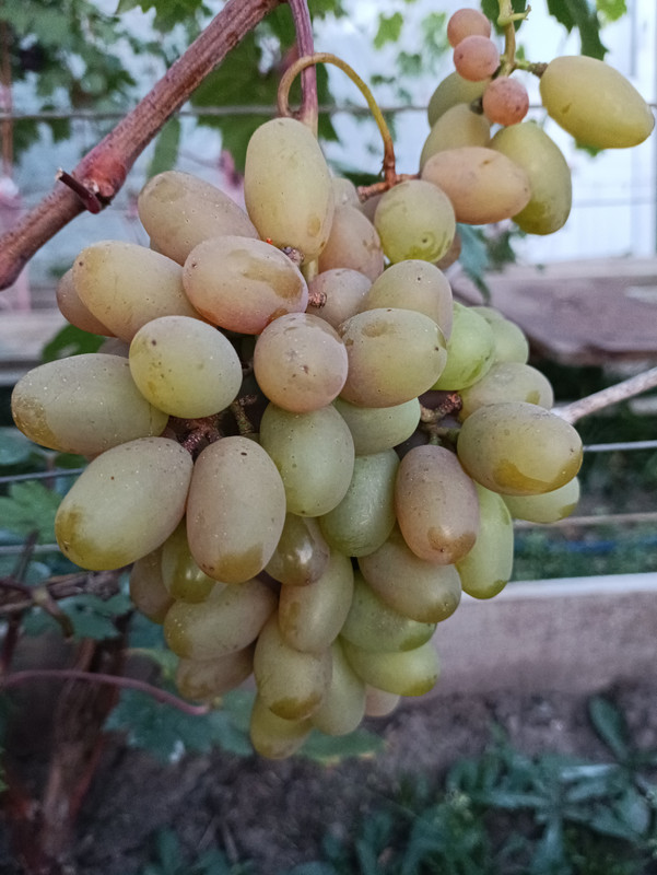 IMG_20230928_053935 Юлиан