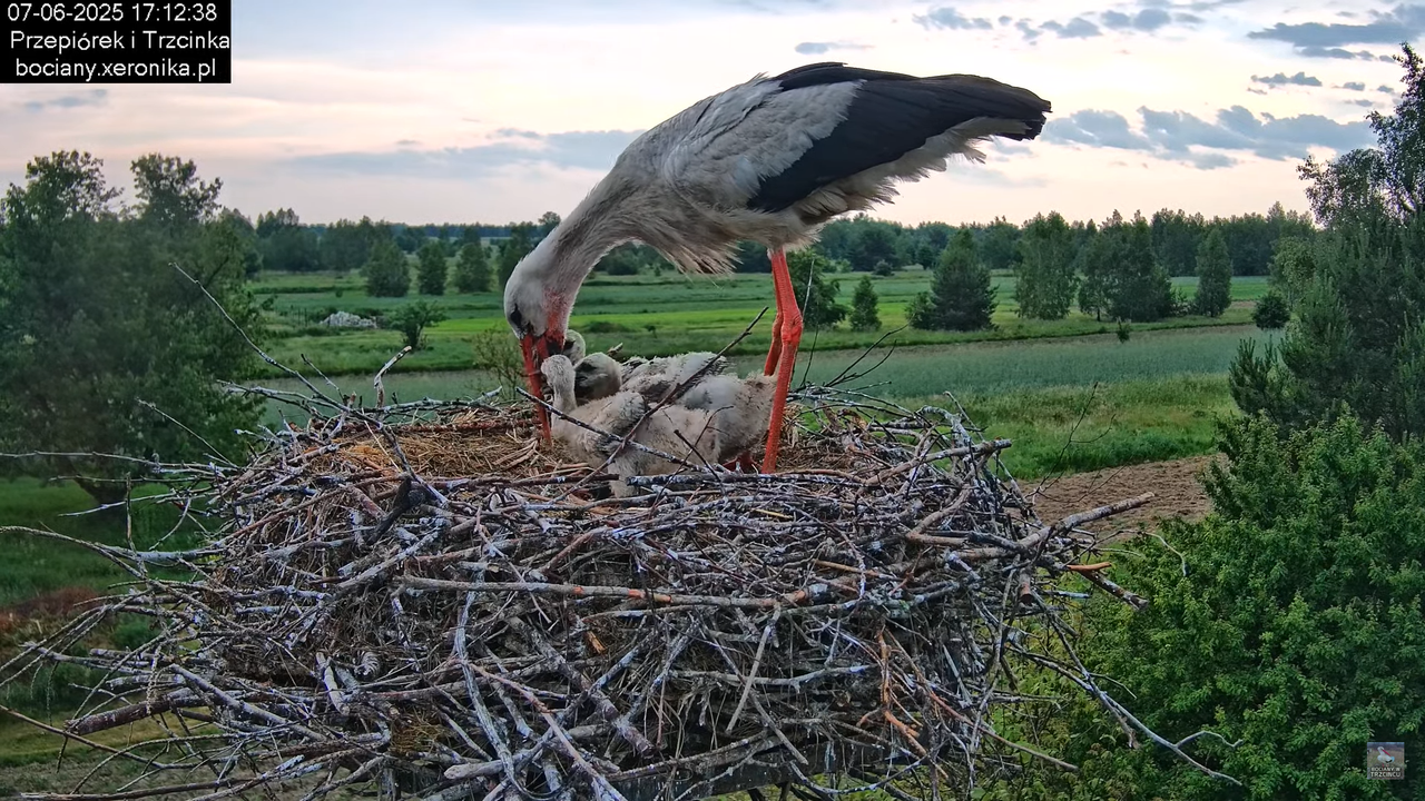 07062025bociany36