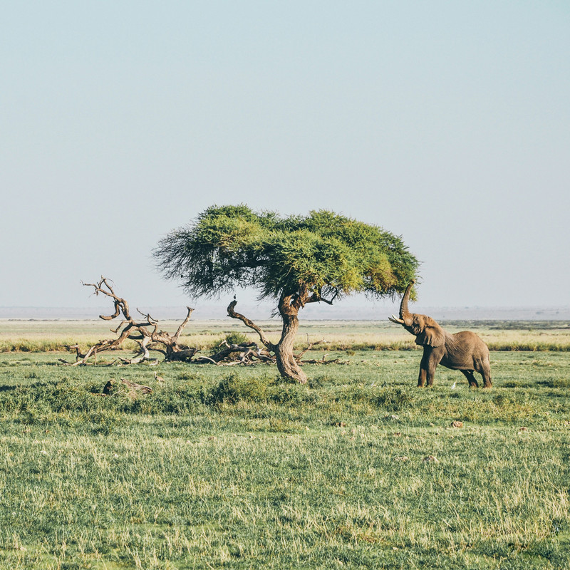 Safari game drive in Amboseli National Park