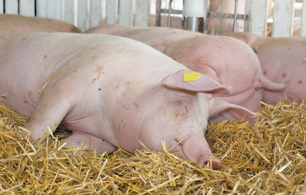 https://i.postimg.cc/C1Ktyq1Q/The-piggy-for-slaughter.jpg