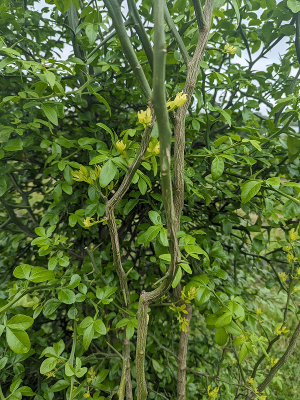 PXL_20240506_170735331