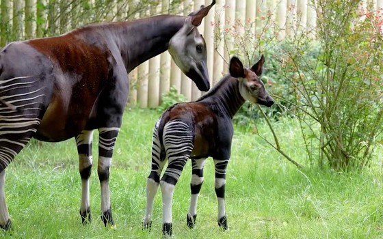 okapi.jpg