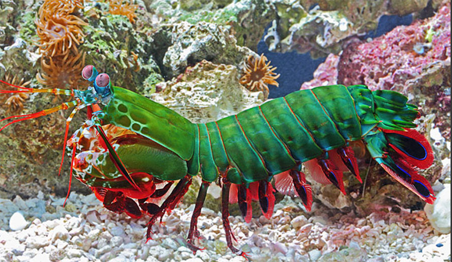mantis-shrimp.jpg