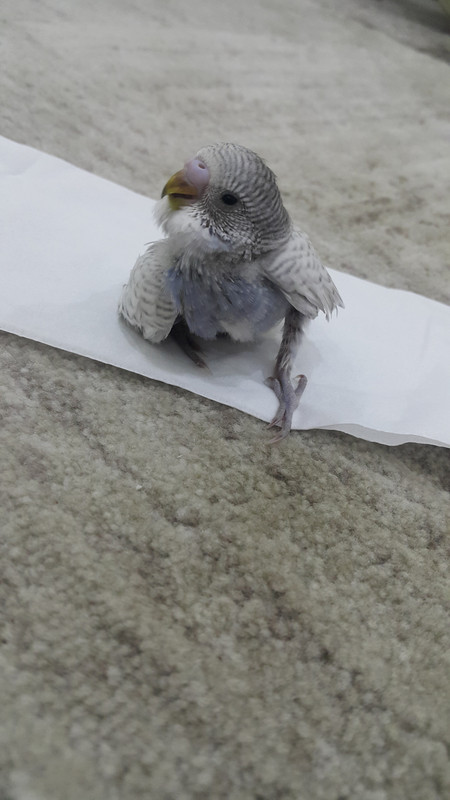 ٢?١٨?٥٢٤_٢?١٧٥?