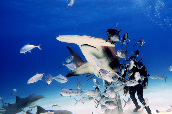 Shark Encounter