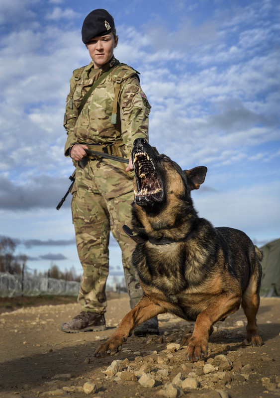 Brit 102nd Military Working Dog Section4